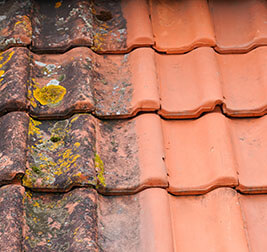 Roof & House Cleaning